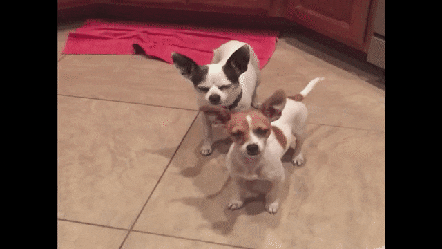 睡眠|马为什么可以站着睡觉，腿不累吗？