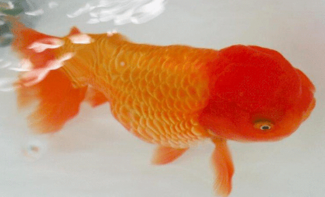 淄博|齐点述评：2020-淄博陶瓷的光芒缘何更加夺目？