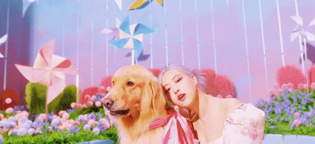 blackpink|她们受到不公平对待了？