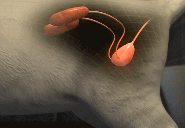 猫咪到处乱尿?别忙着发飙,也许是它向你发出求救信号