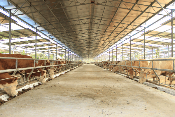 也是非常差的,都想着把散养户都整治吞并了,这样更能够增强牛场的实力