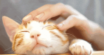 狗狗|每个养宠物的人，都悄悄收获了这7个健康好处