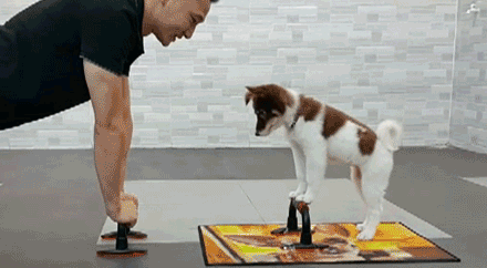 狗狗|每个养宠物的人，都悄悄收获了这7个健康好处