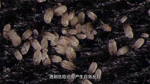 除螨仪强拍打功能真能去除螨虫吗?专业评测用数据说话更安心!
