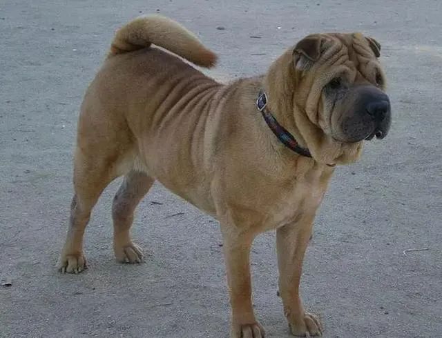 骨嘴沙皮犬 我國原生態古老犬種 可惜已瀕臨滅絕 互動頭條