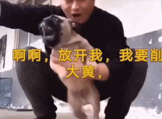 323_237gif 动态图 动图