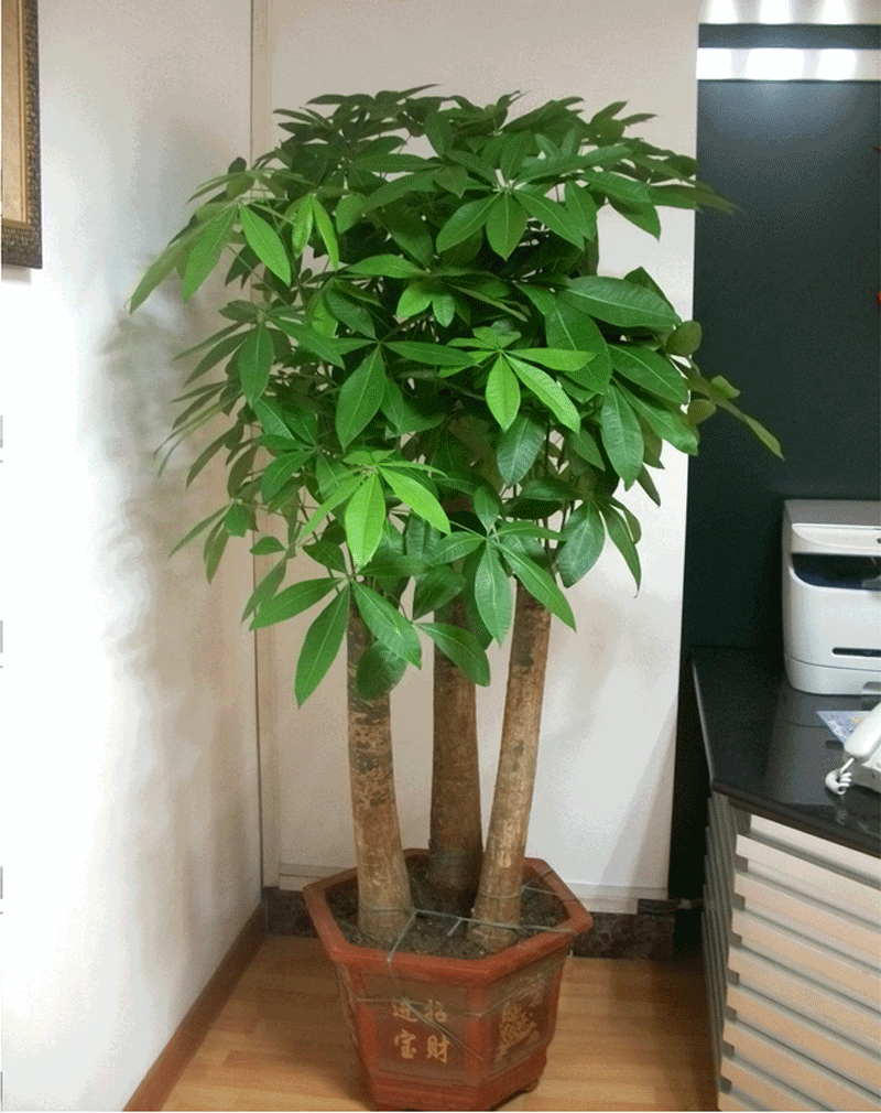 氮肥|秋天施肥多用氮肥，这3种绿植长得更壮，枝条全是新叶子