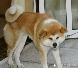 柴犬和秋田犬同屬灰狼種 它們之間有哪些區別 互動頭條