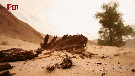 青藏|“老青藏说”——第一次青藏科考的那些往事