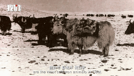 青藏|“老青藏说”——第一次青藏科考的那些往事