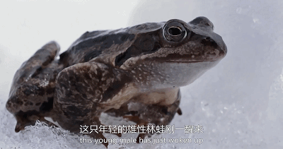 bbc|豆瓣9.5，BBC又出神作，堪比《地球脉动》