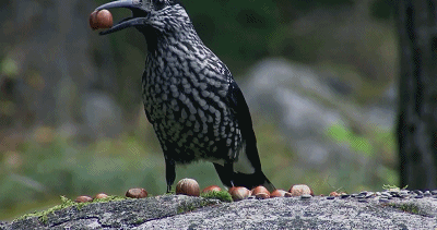 bbc|豆瓣9.5，BBC又出神作，堪比《地球脉动》