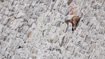 bbc|豆瓣9.5，BBC又出神作，堪比《地球脉动》