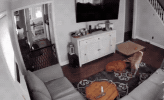 狗狗|狗狗的同伴生病了，它竟搬来自己的窝陪在一旁：这样的友情羡慕了