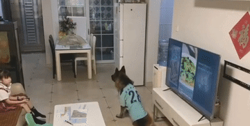 德牧|女孩不写作业偷看电视，让德牧帮忙望风：我怎么摊不上这种狗？