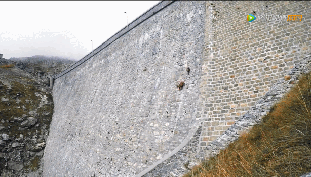 bbc|豆瓣9.5，BBC又出神作，堪比《地球脉动》