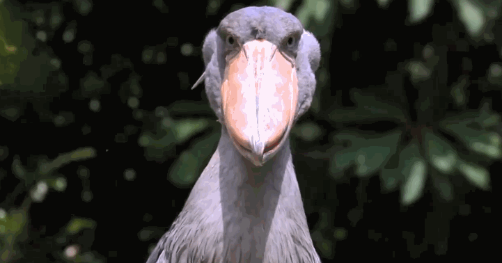 鲸头鹳暴雨中一动不动因为智商感人错了其实人家聪明着呢