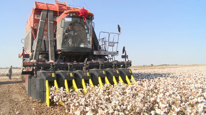 新湖农场59万亩棉花开收