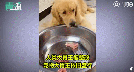 你想一夜成名 而它只有一条命 真吃不下了 腾讯网