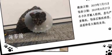 橘座|上线9.8，B站又做了件好事