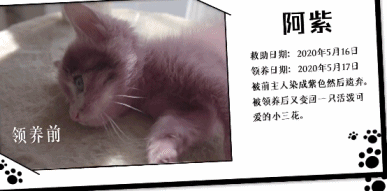 橘座|上线9.8，B站又做了件好事