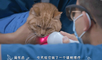 橘座|上线9.8，B站又做了件好事