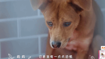 橘座|上线9.8，B站又做了件好事