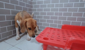 橘座|上线9.8，B站又做了件好事