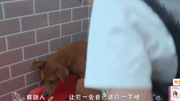 橘座|上线9.8，B站又做了件好事