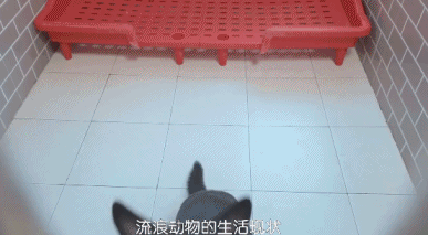 橘座|上线9.8，B站又做了件好事