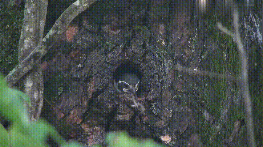 猛禽|体型如麻雀般大小的“猛禽”，连伯劳鸟都敢杀，被誉为鸟界大熊猫