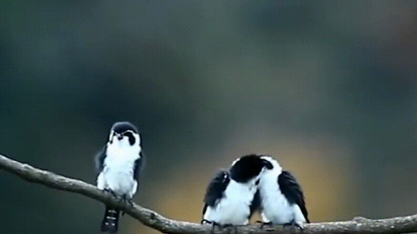 猛禽|体型如麻雀般大小的“猛禽”，连伯劳鸟都敢杀，被誉为鸟界大熊猫