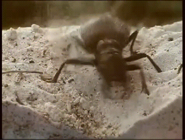 雌虎甲在挖洞产卵不用一个月的时间,这个卵就会慢慢长大,自己从土里爬