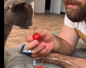 猫主子|这年头猫主子的日子也不好过，铲屎官：你可不能白吃白住