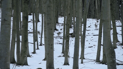 bbc|豆瓣9.5，BBC又出神作，堪比《地球脉动》