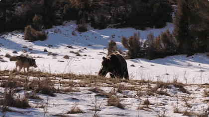 bbc|豆瓣9.5，BBC又出神作，堪比《地球脉动》