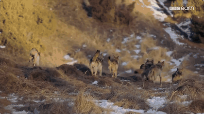 bbc|豆瓣9.5，BBC又出神作，堪比《地球脉动》