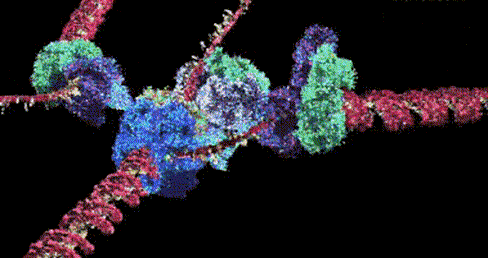 病毒|病毒为什么要攻击人类？病毒都是有害的吗？