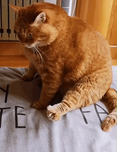 孙猴子|“假如古人有朋友圈，最后一个是认真的吗？”哈哈哈哈哈……我忍不住了