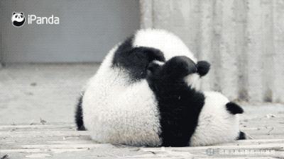 大熊猫这么黑你们还能分得清谁是谁吗