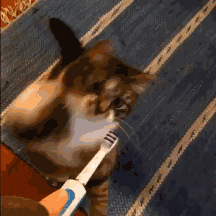 牙齿|牙齿在进食后12分钟最脆弱！口腔专家：你错过了刷牙的黄金时间