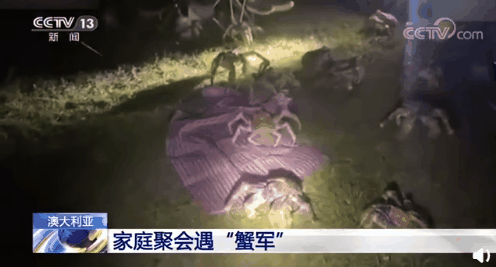 椰子蟹|家庭烧烤时突然爬来50多只大螃蟹：味道极其鲜美 可惜不能吃