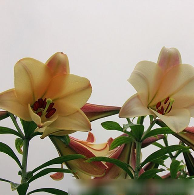 江西财经大学美女学霸自写美文分享我的故乡