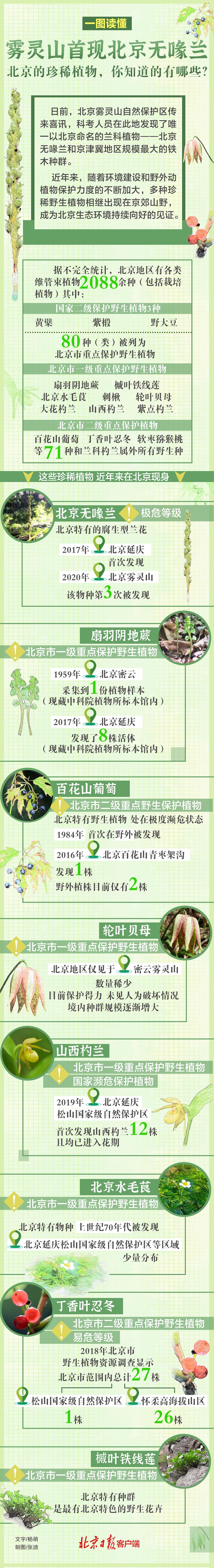 杨萌|一图尽览|雾灵山首现北京无喙兰，北京的珍稀植物有哪些？