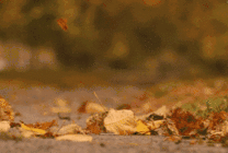 鹧鸪天|【当代诗人咏秋天·第二季】紫筠 卷