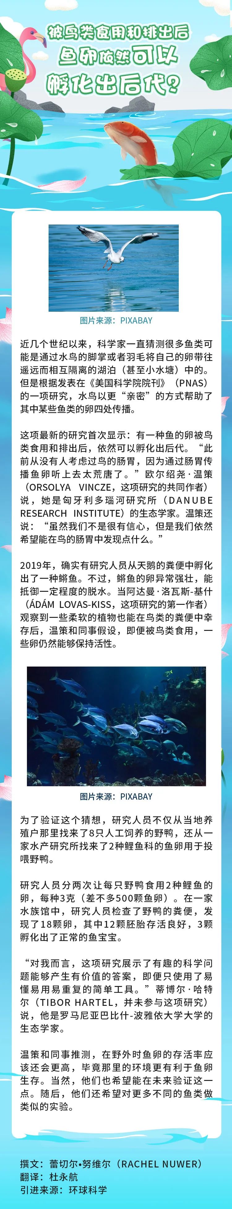 被鸟类食用和排出后 鱼卵依然可以孵化出后代 腾讯新闻