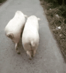 217_240gif 动态图 动图