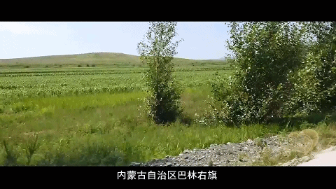 大米|亲眼见到这场景，至今难忘
