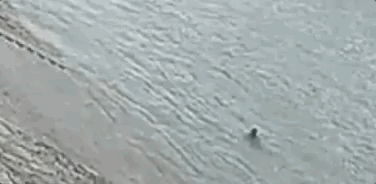 董俊锋|30秒，他飞奔而来，冲进长江！