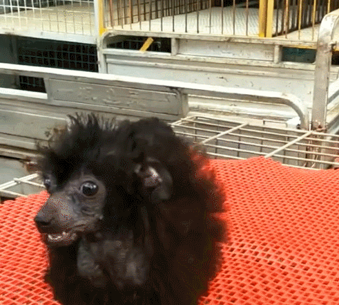 铲屎官|集市上一只狗子遭围观，看清样子后迷惑了：这货亲爹是谁？